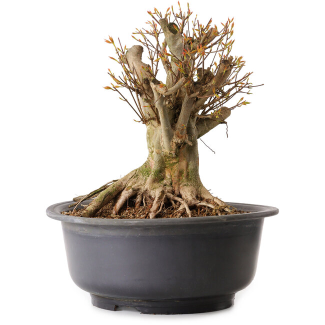 Acer buergerianum, 35 cm, ± 25 years old, with a nebari of 27 cm