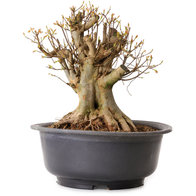 Acer buergerianum, 35 cm, ± 25 ans, avec un nebari de 27 cm