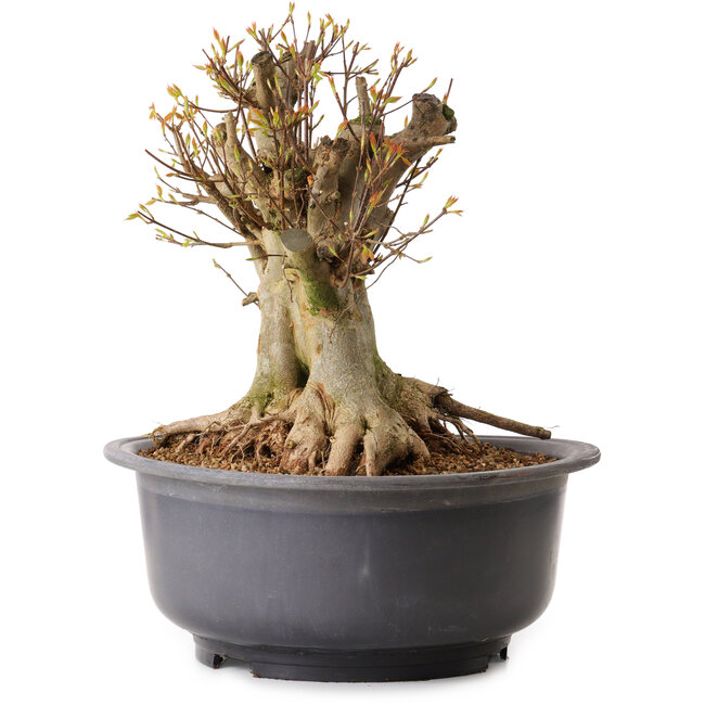 Acer buergerianum, 35 cm, ± 25 jaar oud, met een nebari van 27 cm