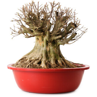 Acer buergerianum, 40 cm, ± 25 Jahre alt