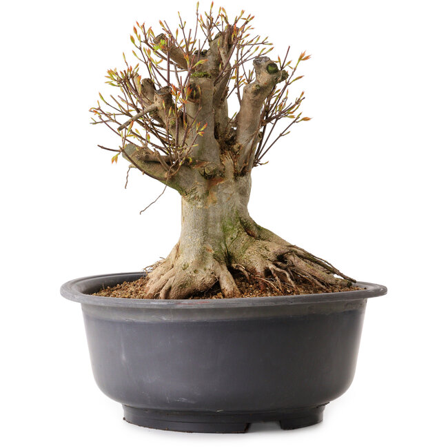 Acer buergerianum, 35 cm, ± 25 años, con un nebari de 27 cm