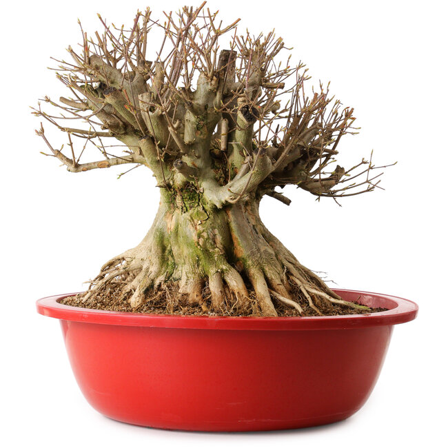 Acer buergerianum, 40 cm, ± 25 jaar oud, met een nebari van 32 cm