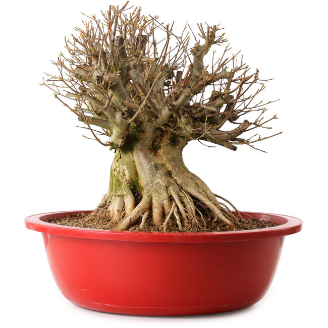 Acer buergerianum, 40 cm, ± 25 ans, avec un nebari de 32 cm