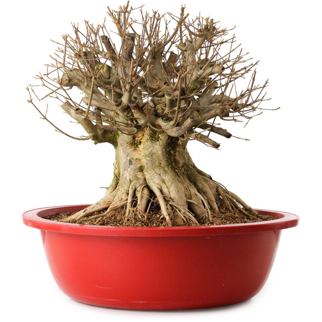 Acer buergerianum, 40 cm, ca. 25 Jahre alt, mit einem Wurzelhals von 32 cm