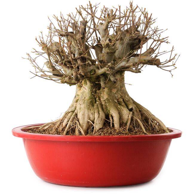 Acer buergerianum, 40 cm, ± 25 jaar oud, met een nebari van 32 cm