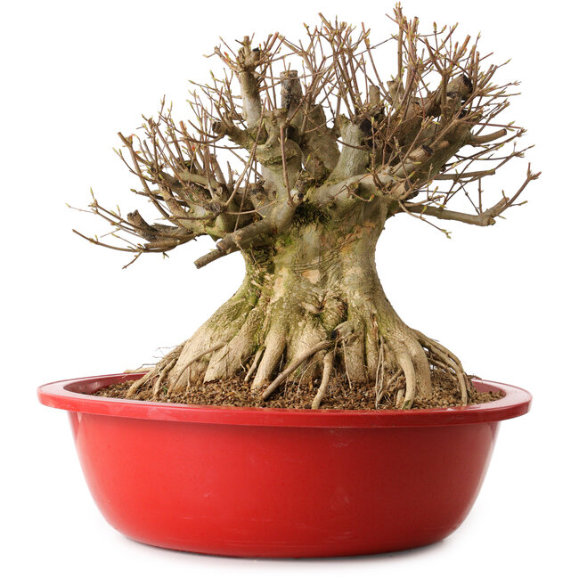 Acer buergerianum, 40 cm, ca. 25 Jahre alt, mit einem Wurzelhals von 32 cm