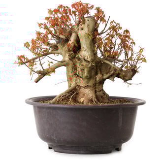 Acer buergerianum, 34 cm, ± 25 jaar oud