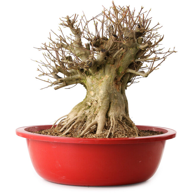 Acer buergerianum, 40 cm, ± 25 años, con un nebari de 32 cm