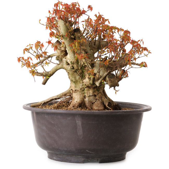 Acer buergerianum, 34 cm, ± 25 años, con un nebari de 15 cm