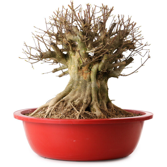 Acer buergerianum, 40 cm, ± 25 jaar oud, met een nebari van 32 cm