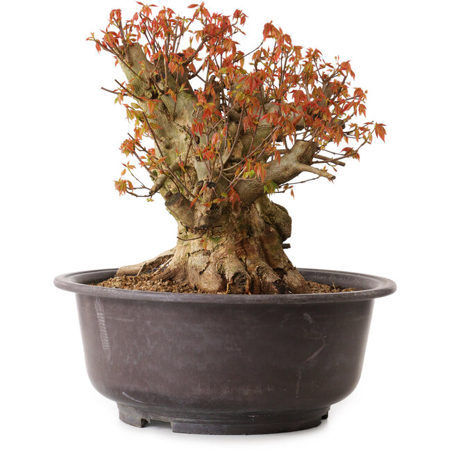 Acer buergerianum, 34 cm, ± 25 años, con un nebari de 15 cm