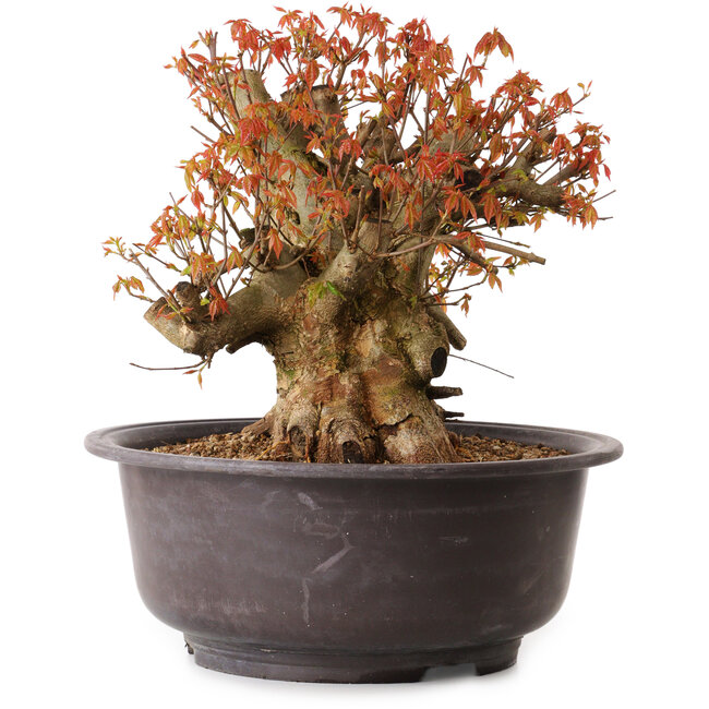 Acer buergerianum, 34 cm, ± 25 years old, with a nebari of 15 cm