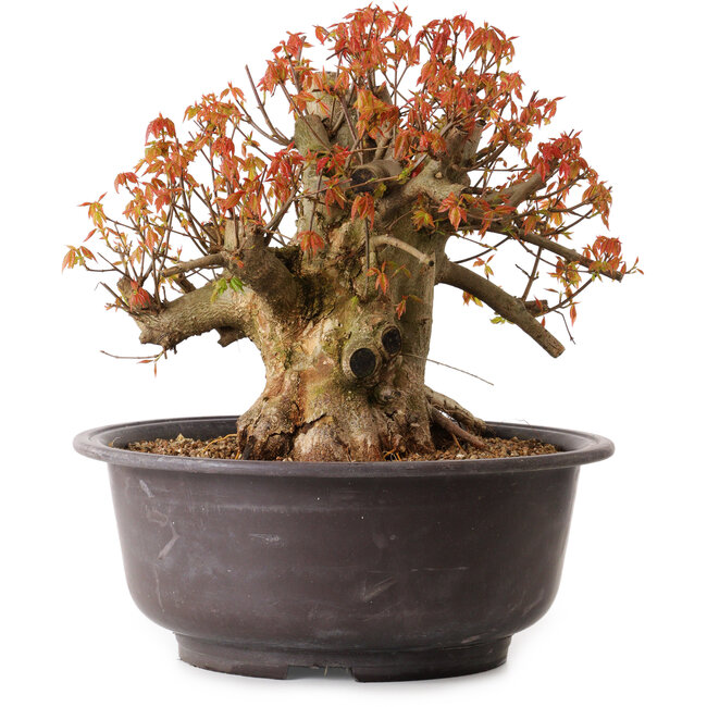 Acer buergerianum, 34 cm, ± 25 jaar oud, met een nebari van 15 cm