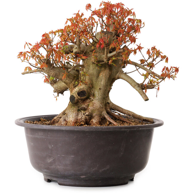 Acer buergerianum, 34 cm, ± 25 jaar oud, met een nebari van 15 cm