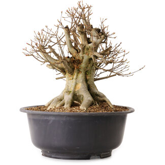 Acer buergerianum, 35 cm, ± 25 anni