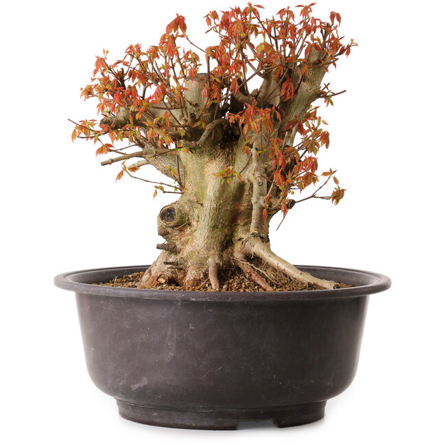 Acer buergerianum, 34 cm, ca. 25 Jahre alt, mit einem Wurzelhals von 15 cm