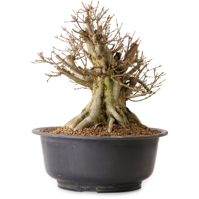 Acer buergerianum, 35 cm, ± 25 años, con un nebari de 28 cm