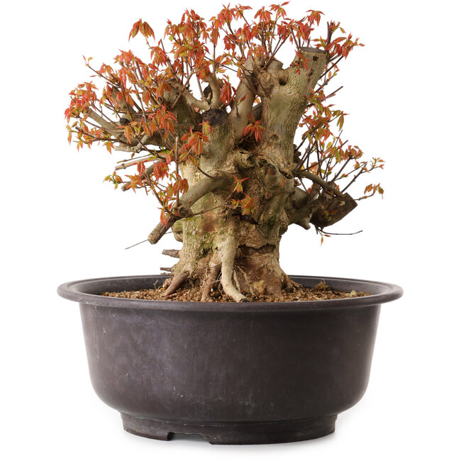 Acer buergerianum, 34 cm, ± 25 anni, con nebari di 15 cm