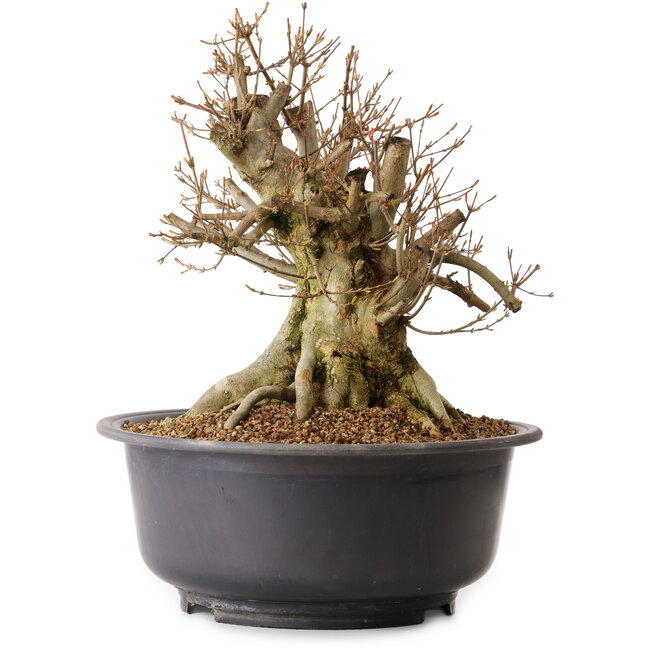 Acer buergerianum, 35 cm, ca. 25 Jahre alt, mit einem Wurzelhals von 28 cm