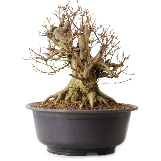 Acer buergerianum, 35 cm, ± 25 years old, with a nebari of 28 cm