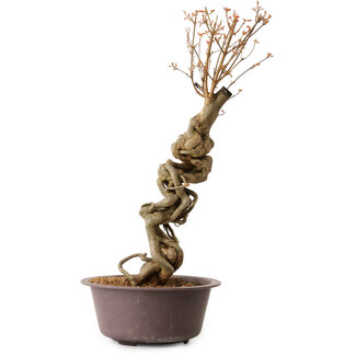 Acer buergerianum, 58 cm, ± 15 years old