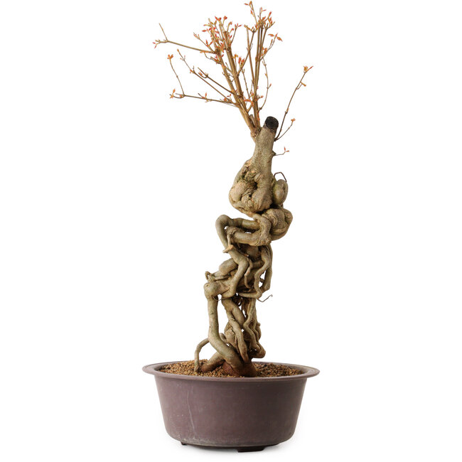 Acer buergerianum, 58 cm, ± 15 ans