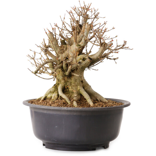 Acer buergerianum, 35 cm, ± 25 jaar oud, met een nebari van 28 cm