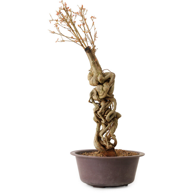 Acer buergerianum, 58 cm, ± 15 Jahre alt