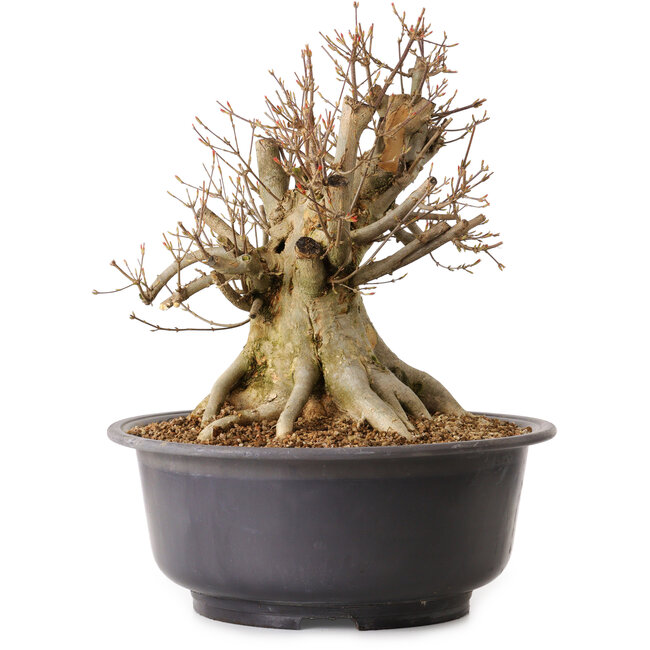 Acer buergerianum, 35 cm, ± 25 ans, avec un nebari de 28 cm