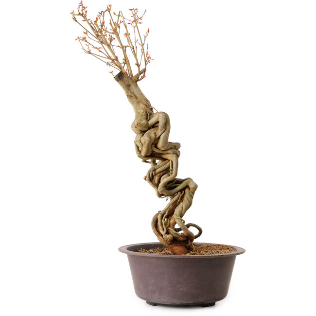 Acer buergerianum, 58 cm, ± 15 jaar oud