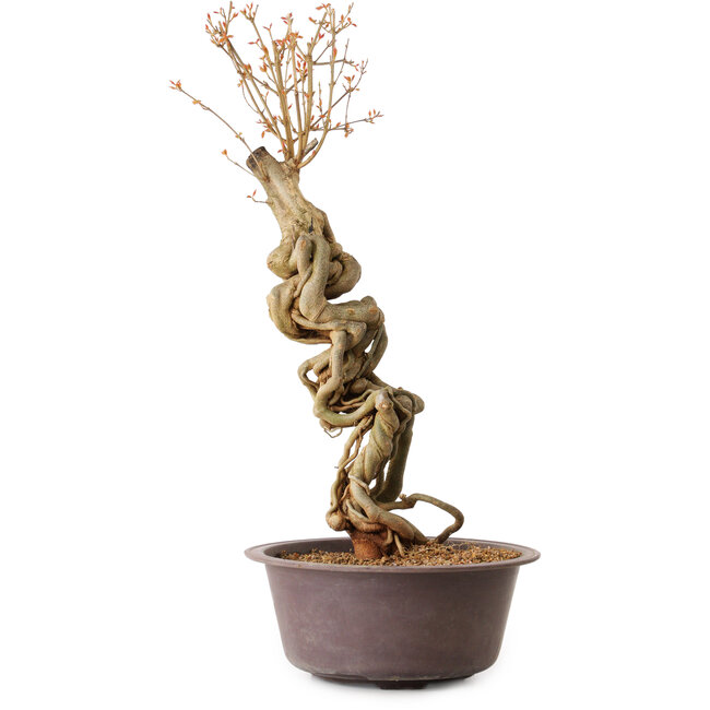 Acer buergerianum, 58 cm, ± 15 jaar oud