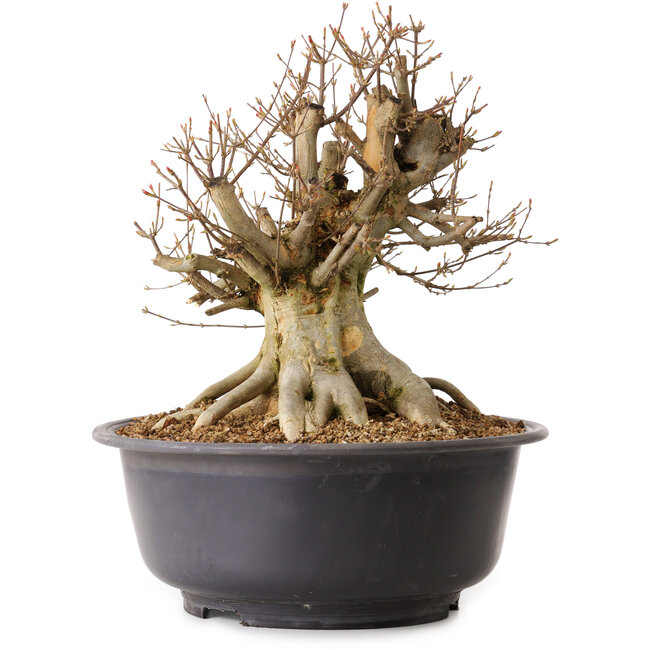 Acer buergerianum, 35 cm, ± 25 años, con un nebari de 28 cm