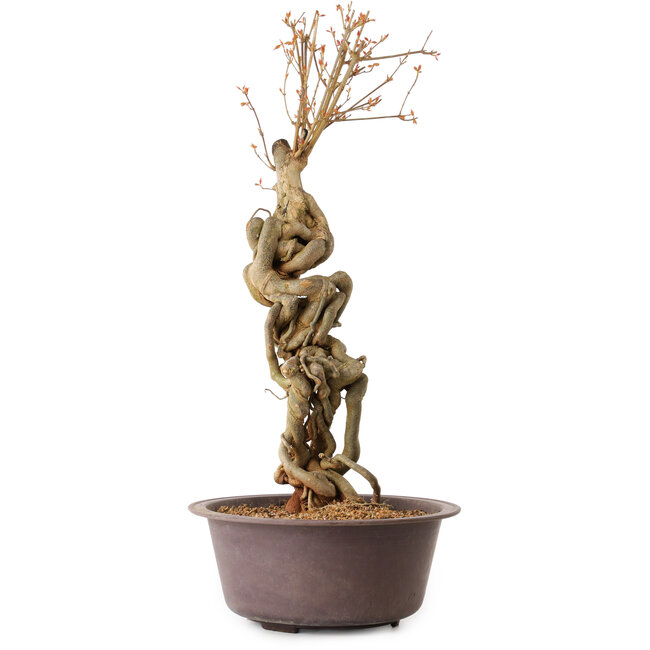 Acer buergerianum, 58 cm, ± 15 ans