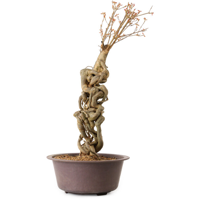 Acer buergerianum, 58 cm, ± 15 Jahre alt