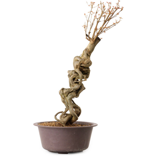 Acer buergerianum, 58 cm, ± 15 años