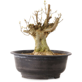 Acer buergerianum, 32 cm, ± 25 Jahre alt