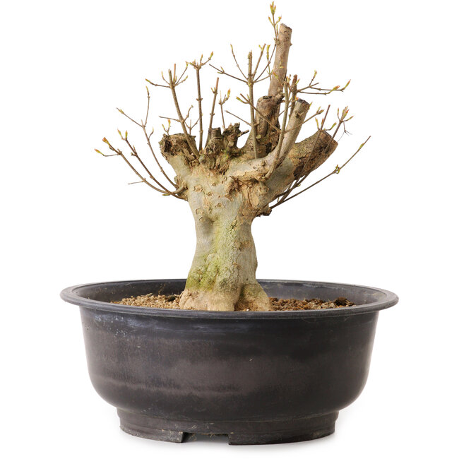 Acer buergerianum, 32 cm, ± 25 años, con un nebari de 16 cm