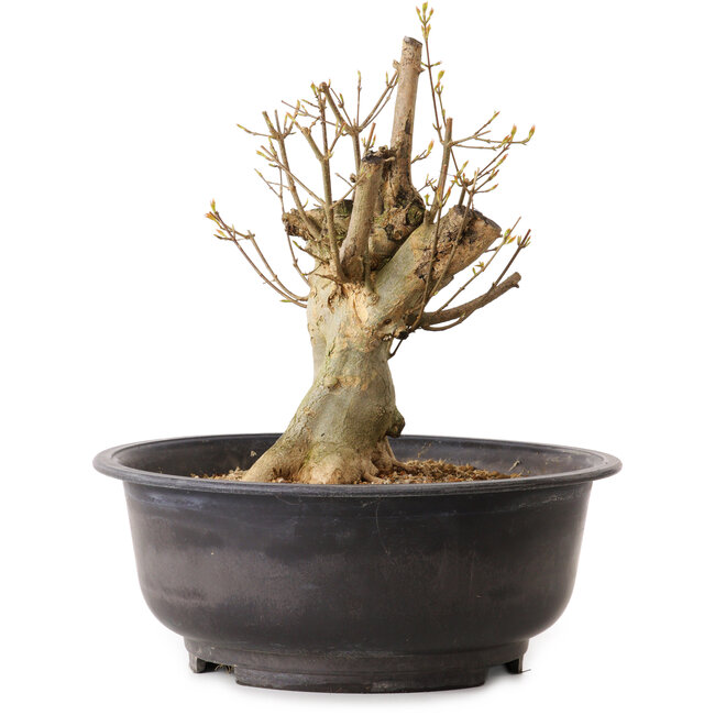 Acer buergerianum, 32 cm, ca. 25 Jahre alt, mit einem Wurzelhals von 16 cm