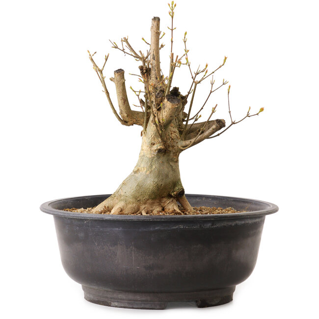 Acer buergerianum, 32 cm, ± 25 ans, avec un nebari de 16 cm