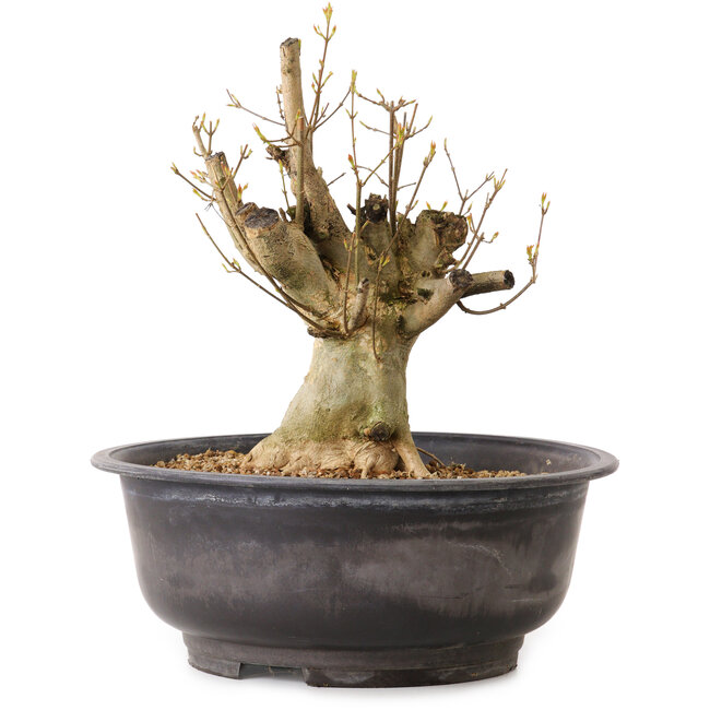 Acer buergerianum, 32 cm, ± 25 years old, with a nebari of 16 cm