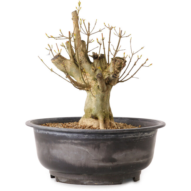 Acer buergerianum, 32 cm, ± 25 years old, with a nebari of 16 cm