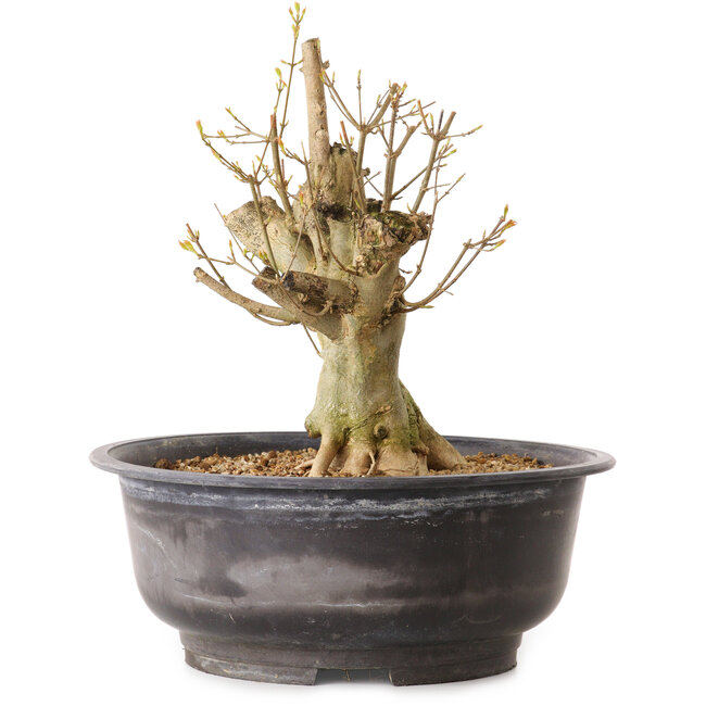 Acer buergerianum, 32 cm, ± 25 jaar oud, met een nebari van 16 cm