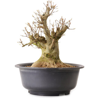 Acer buergerianum, 39 cm, ± 25 anni