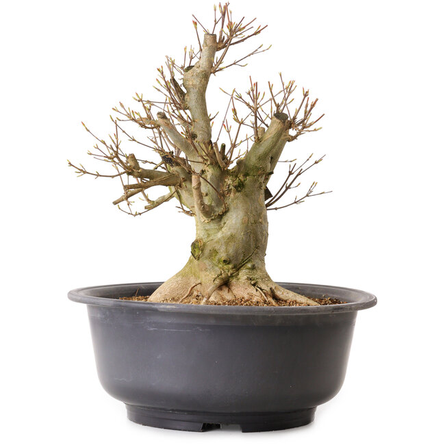 Acer buergerianum, 39 cm, ± 25 jaar oud, met een nebari van 19 cm
