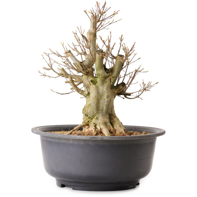 Acer buergerianum, 39 cm, ± 25 anni, con nebari di 19 cm