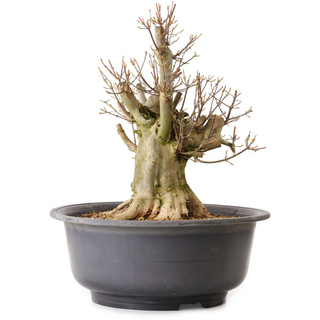 Acer buergerianum, 39 cm, ± 25 jaar oud, met een nebari van 19 cm