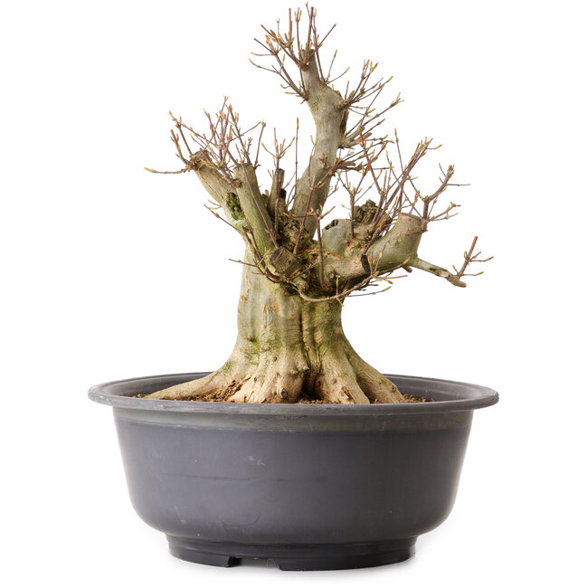 Acer buergerianum, 39 cm, ± 25 anni, con nebari di 19 cm