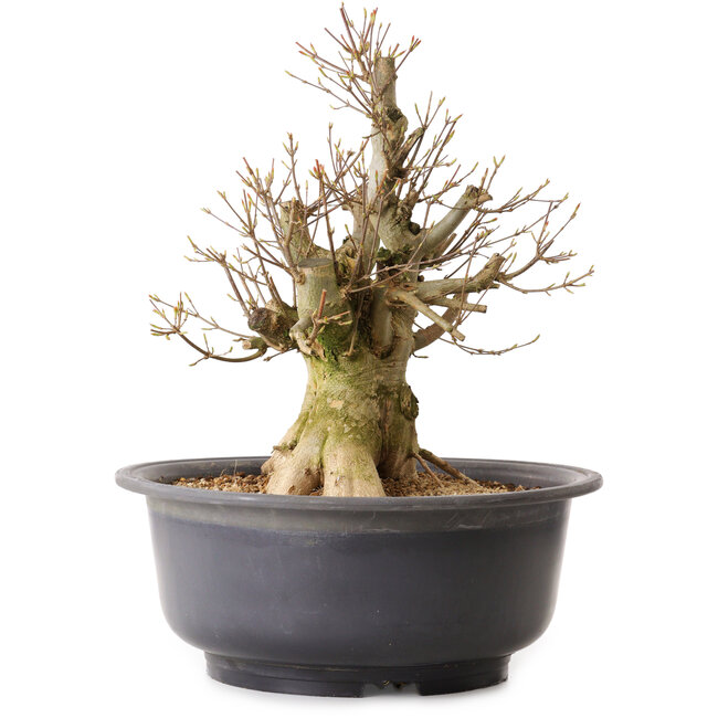 Acer buergerianum, 39 cm, ± 25 ans, avec un nebari de 19 cm