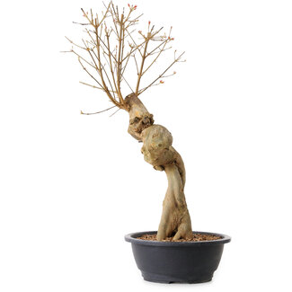 Acer buergerianum, 63 cm, ± 15 años