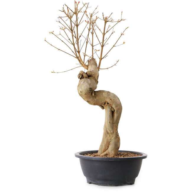 Acer buergerianum, 63 cm, ± 15 Jahre alt